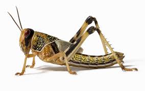 locust