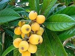 loquat