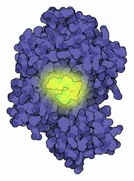 luciferase