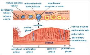 menstrual