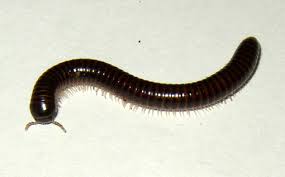 millipede