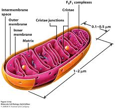 mitochondria