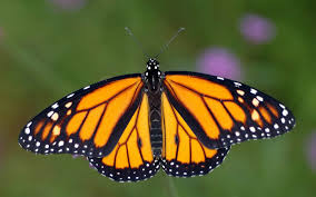 monarch