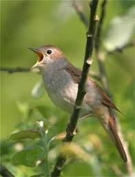 nightingale