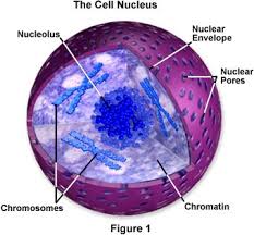 nucleus