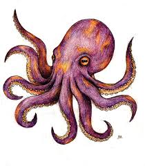 octopus