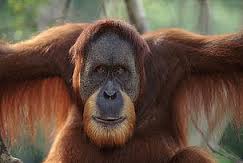 orangutan