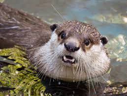 otter