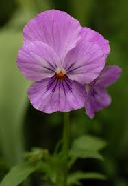 pansy