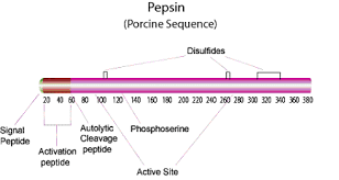 pepsin