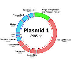 plasmid