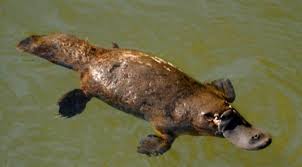 platypus