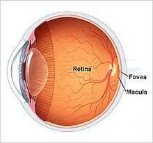 retina