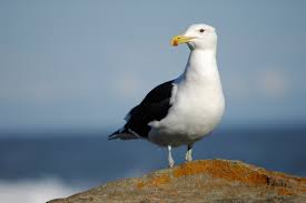 seagull