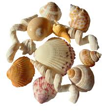 seashell