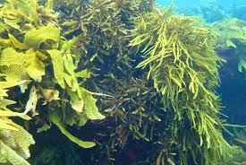 seaweed