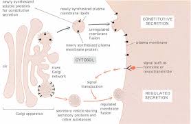 secretion