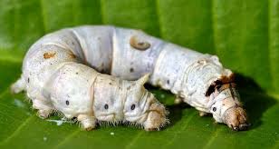 silkworm