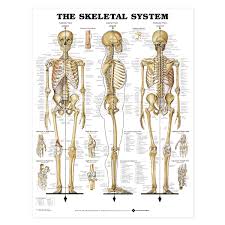 skeletal