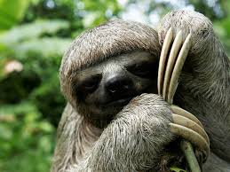 sloth