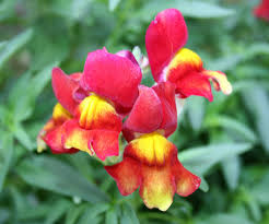 snapdragon