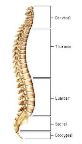 spinal