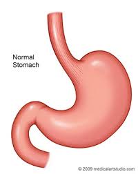 stomach