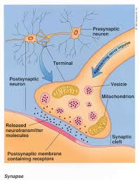 synapse