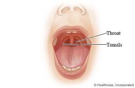 throat