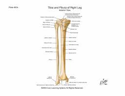 tibia