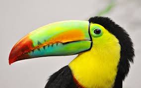 toucan