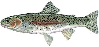 trout