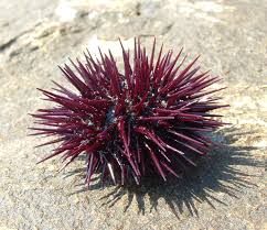 urchin