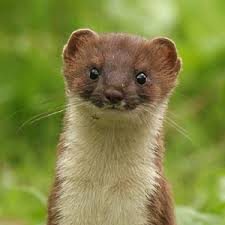 weasel