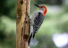 woodpecker